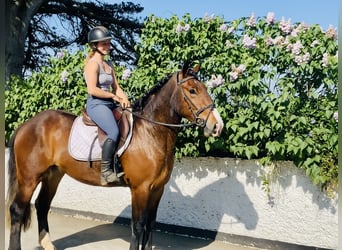 Cob, Giumenta, 4 Anni, 148 cm, Baio