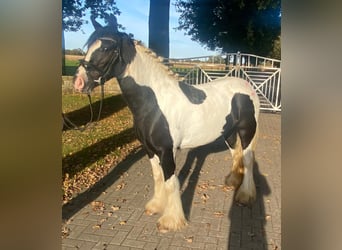 Cob, Giumenta, 4 Anni, 148 cm, Pezzato