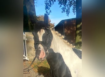 Cob, Giumenta, 4 Anni, 148 cm, Pezzato