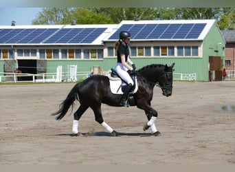 Cob, Giumenta, 4 Anni, 152 cm, Morello