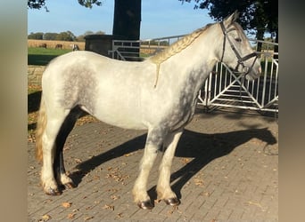 Cob, Giumenta, 4 Anni, 153 cm, Grigio