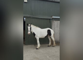 Cob, Giumenta, 4 Anni, 154 cm, Pezzato