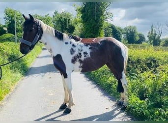 Cob, Giumenta, 4 Anni, 155 cm, Pezzato