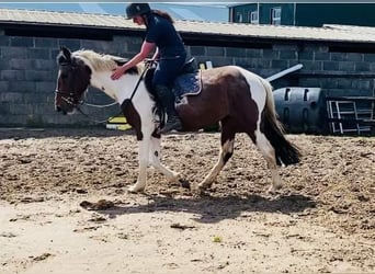 Cob, Giumenta, 4 Anni, 155 cm, Pezzato