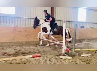 Cob, Giumenta, 4 Anni, 155 cm, Pezzato