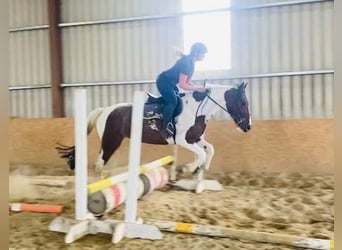 Cob, Giumenta, 4 Anni, 155 cm, Pezzato