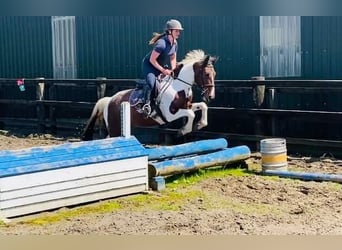 Cob, Giumenta, 4 Anni, 155 cm, Pezzato