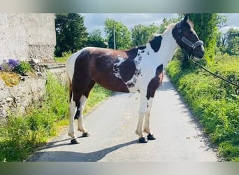 Cob, Giumenta, 4 Anni, 155 cm, Pezzato