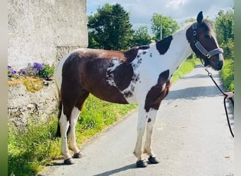 Cob, Giumenta, 4 Anni, 155 cm, Pezzato