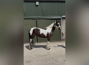 Cob, Giumenta, 4 Anni, 156 cm, Pezzato