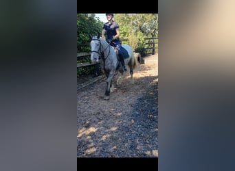 Cob, Giumenta, 4 Anni, 158 cm