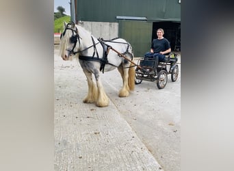 Cob, Giumenta, 5 Anni, 135 cm, Leardo