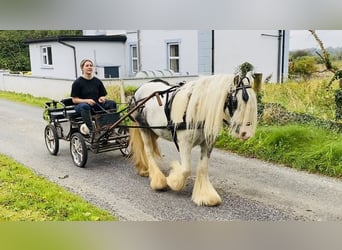 Cob, Giumenta, 5 Anni, 135 cm, Leardo