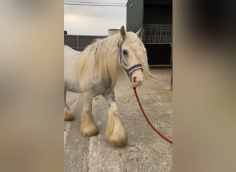 Cob, Giumenta, 5 Anni, 135 cm, Leardo