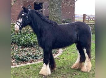 Cob, Giumenta, 5 Anni, 135 cm, Pezzato