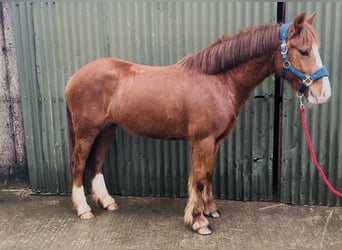 Cob, Giumenta, 5 Anni, 137 cm, Sauro scuro