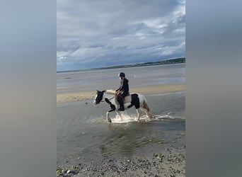 Cob, Giumenta, 5 Anni, 138 cm, Pezzato