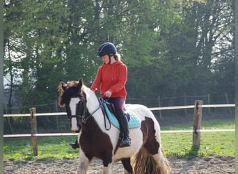 Cob, Giumenta, 5 Anni, 140 cm