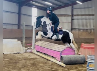 Cob, Giumenta, 5 Anni, 143 cm, Pezzato