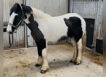 Cob, Giumenta, 5 Anni, 143 cm, Pezzato