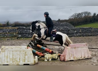 Cob, Giumenta, 5 Anni, 143 cm, Pezzato