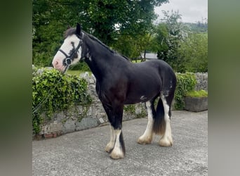 Cob, Giumenta, 5 Anni, 148 cm, Morello