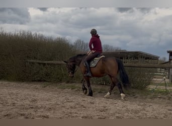 Cob Mix, Giumenta, 5 Anni, 155 cm, Baio