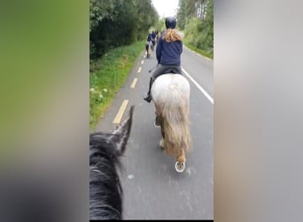 Cob, Giumenta, 5 Anni, 158 cm