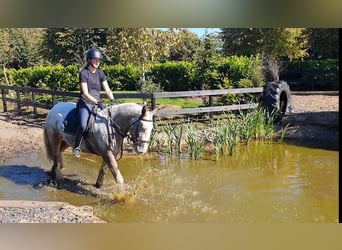 Cob, Giumenta, 5 Anni