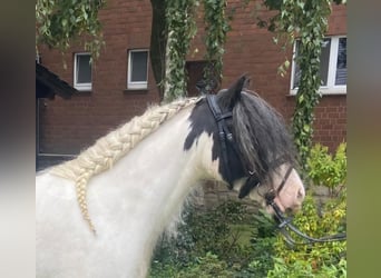 Cob, Giumenta, 6 Anni, 130 cm, Pezzato