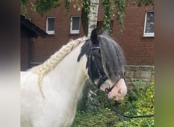 Cob, Giumenta, 6 Anni, 130 cm, Pezzato