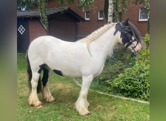 Cob, Giumenta, 6 Anni, 130 cm, Pezzato