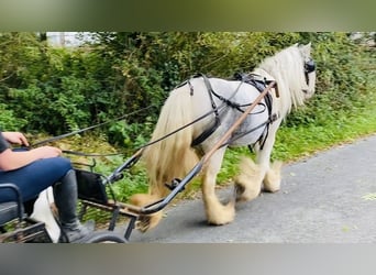 Cob, Giumenta, 6 Anni, 135 cm, Leardo