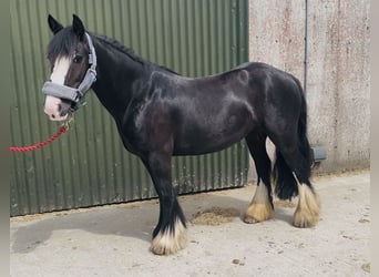 Cob, Giumenta, 6 Anni, 135 cm, Morello