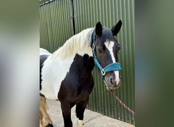 Cob, Giumenta, 6 Anni, 136 cm, Pezzato