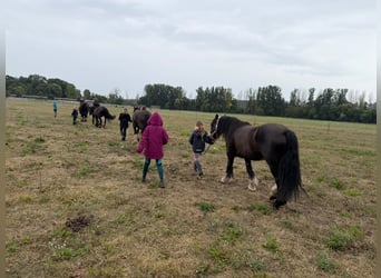 Cob Mix, Giumenta, 6 Anni, 140 cm, Morello