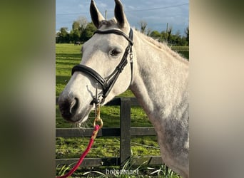 Cob, Giumenta, 6 Anni, 142 cm, Grigio