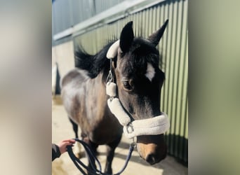 Cob, Giumenta, 6 Anni, 146 cm, Baio