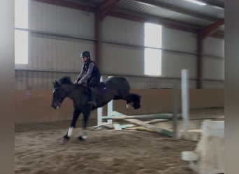 Cob, Giumenta, 6 Anni, 146 cm, Baio