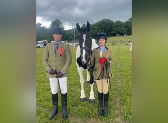 Cob, Giumenta, 6 Anni, 160 cm, Overo-tutti i colori