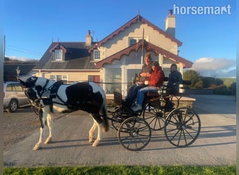 Cob, Giumenta, 6 Anni, 160 cm, Overo-tutti i colori