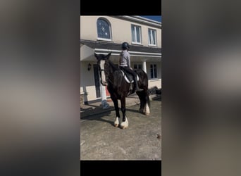 Cob, Giumenta, 6 Anni, 165 cm, Baio scuro