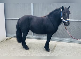 Cob, Giumenta, 7 Anni, 123 cm, Morello