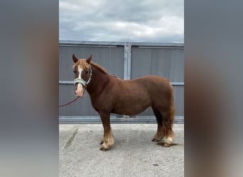 Cob, Giumenta, 7 Anni, 125 cm, Sauro scuro