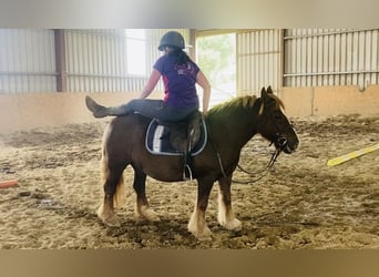 Cob, Giumenta, 7 Anni, 125 cm, Sauro scuro