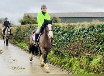 Cob, Giumenta, 7 Anni, 147 cm, Baio