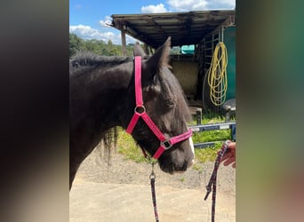 Cob, Giumenta, 7 Anni, 148 cm, Pezzato