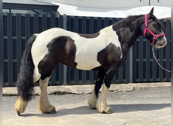 Cob, Giumenta, 7 Anni, 148 cm, Pezzato