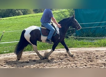 Cob, Giumenta, 7 Anni, 148 cm, Pezzato