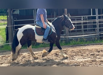 Cob, Giumenta, 7 Anni, 148 cm, Pezzato